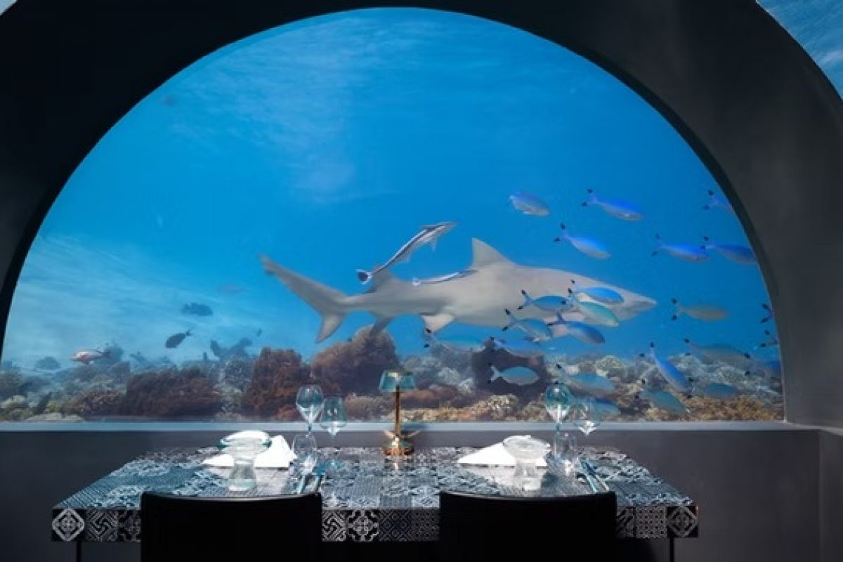 Underwater dining experience at You & Me Cocoon Maldives surrounded by marine life