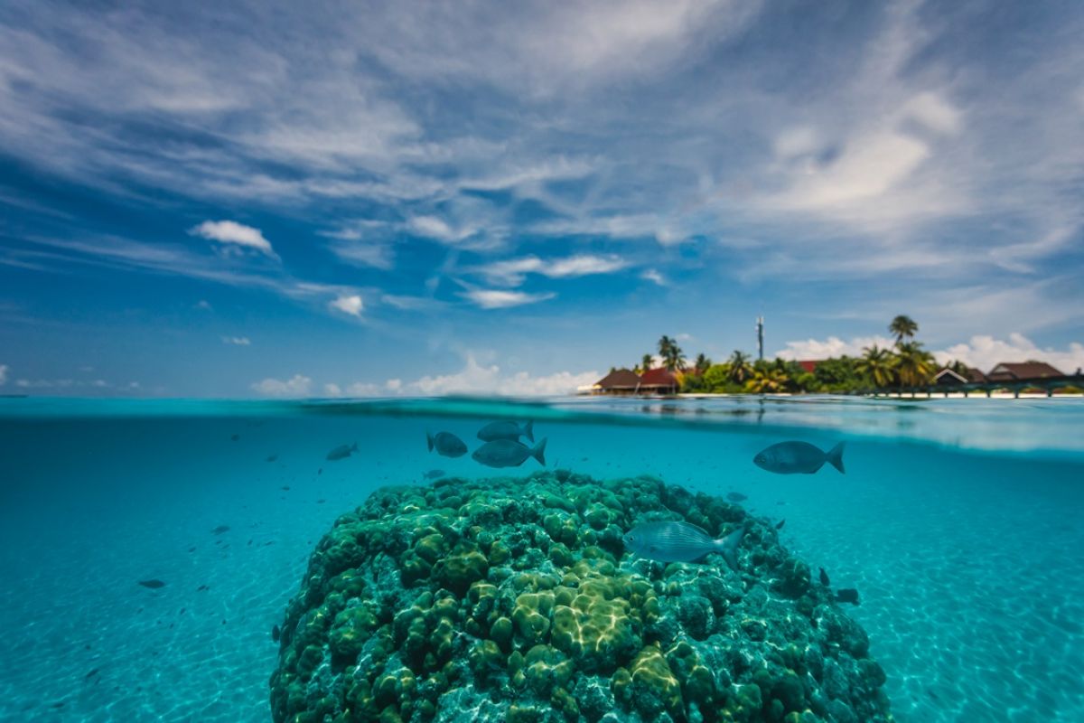 Snorkelling at Dhigufaru Island Resort House Reef in Maldives