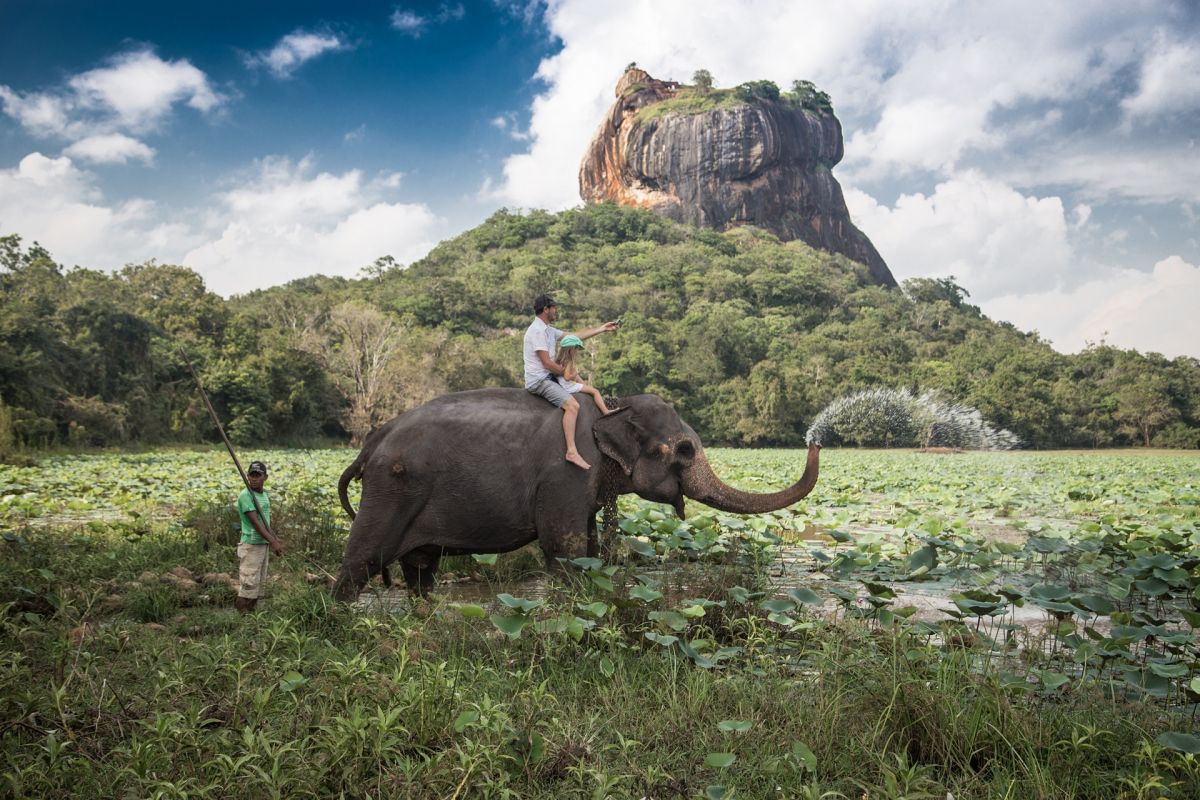 Wild elephants on safari in Sri Lanka national park