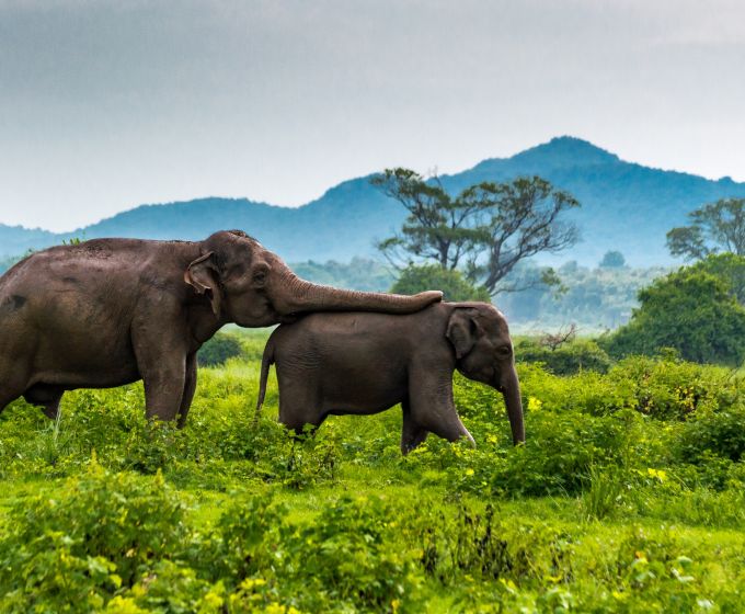 Elephant Safari in Sri Lanka National Park