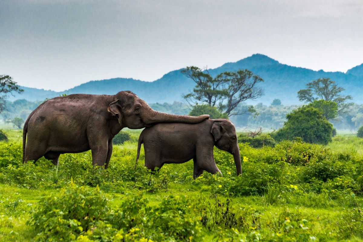 Elephant Safari in Sri Lanka National Park