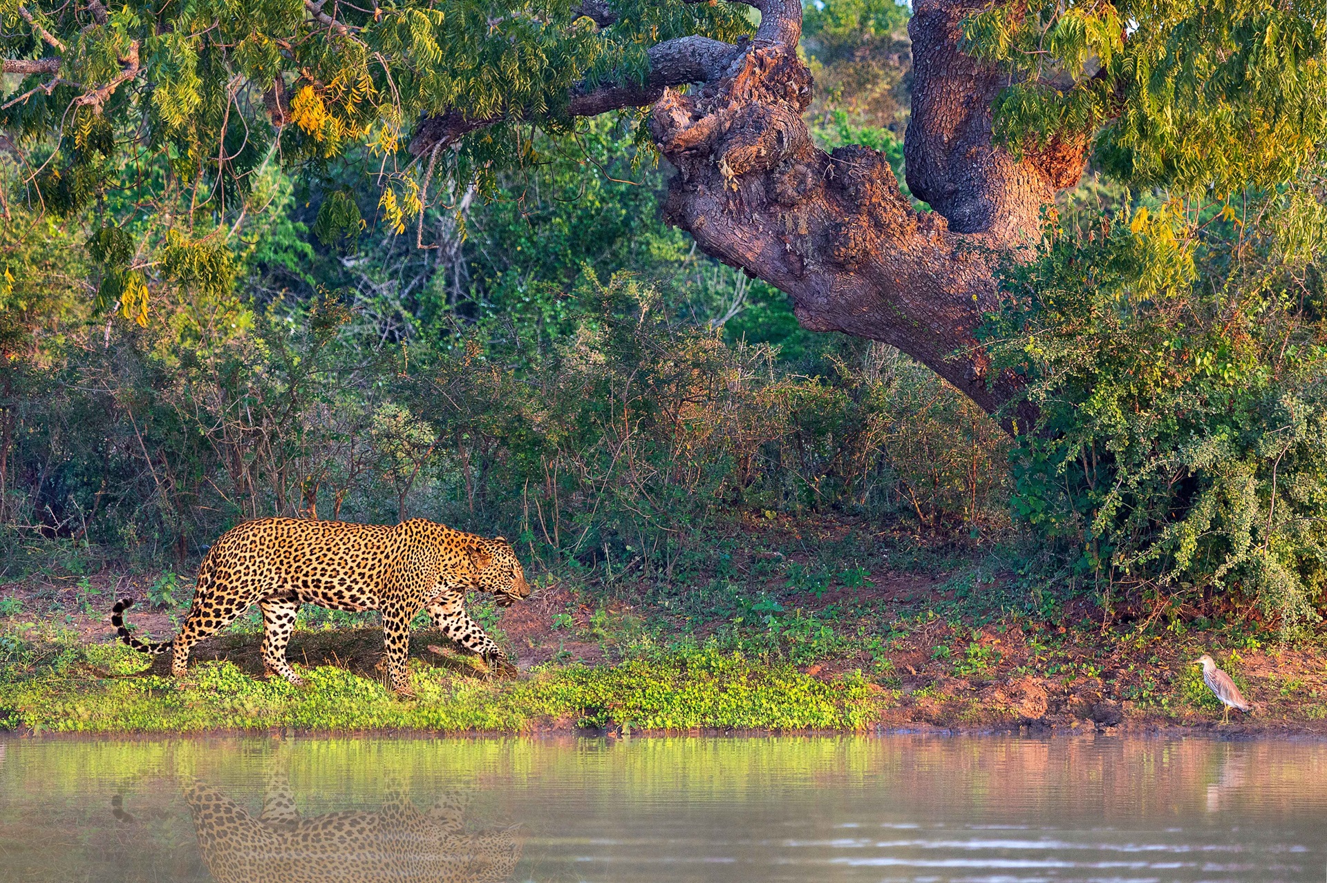 Sri Lankan leopard in Yala National Park, Sri Lanka