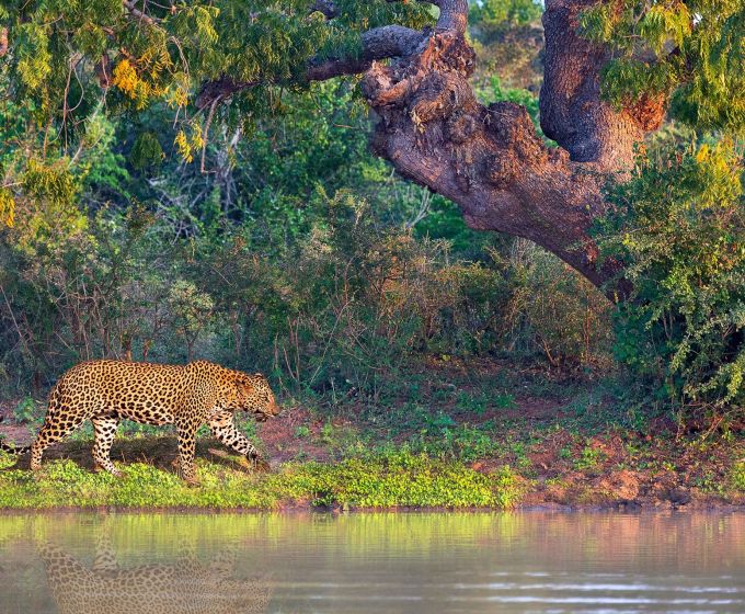 Sri Lankan leopard in Yala National Park, Sri Lanka