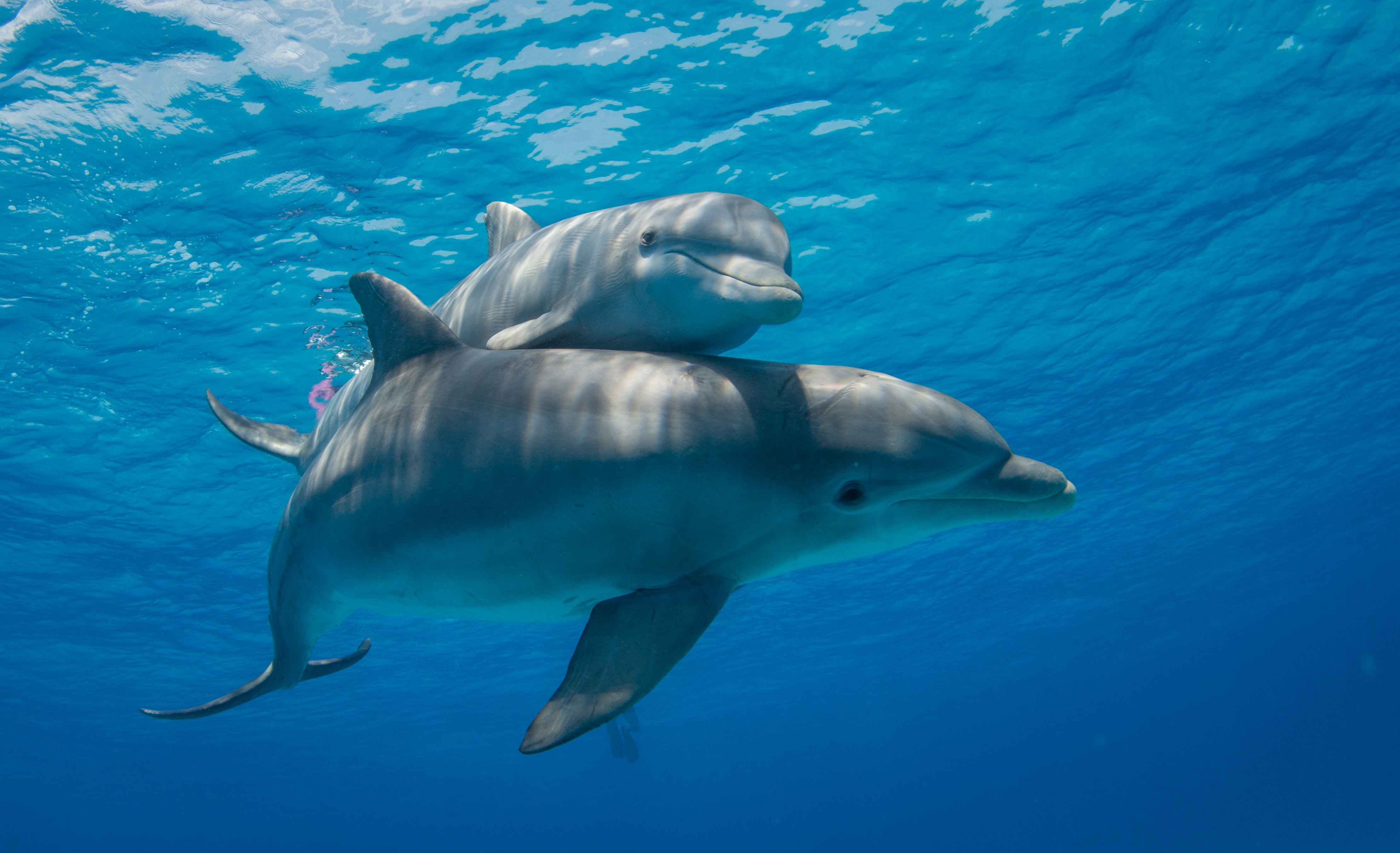 Dolphins swimming in the Indian Ocean near Sri Lanka