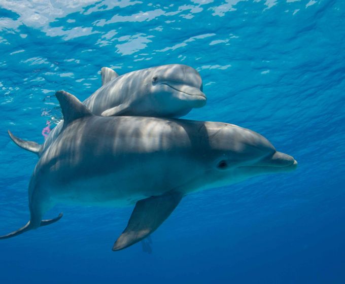 Dolphins swimming in the Indian Ocean near Sri Lanka
