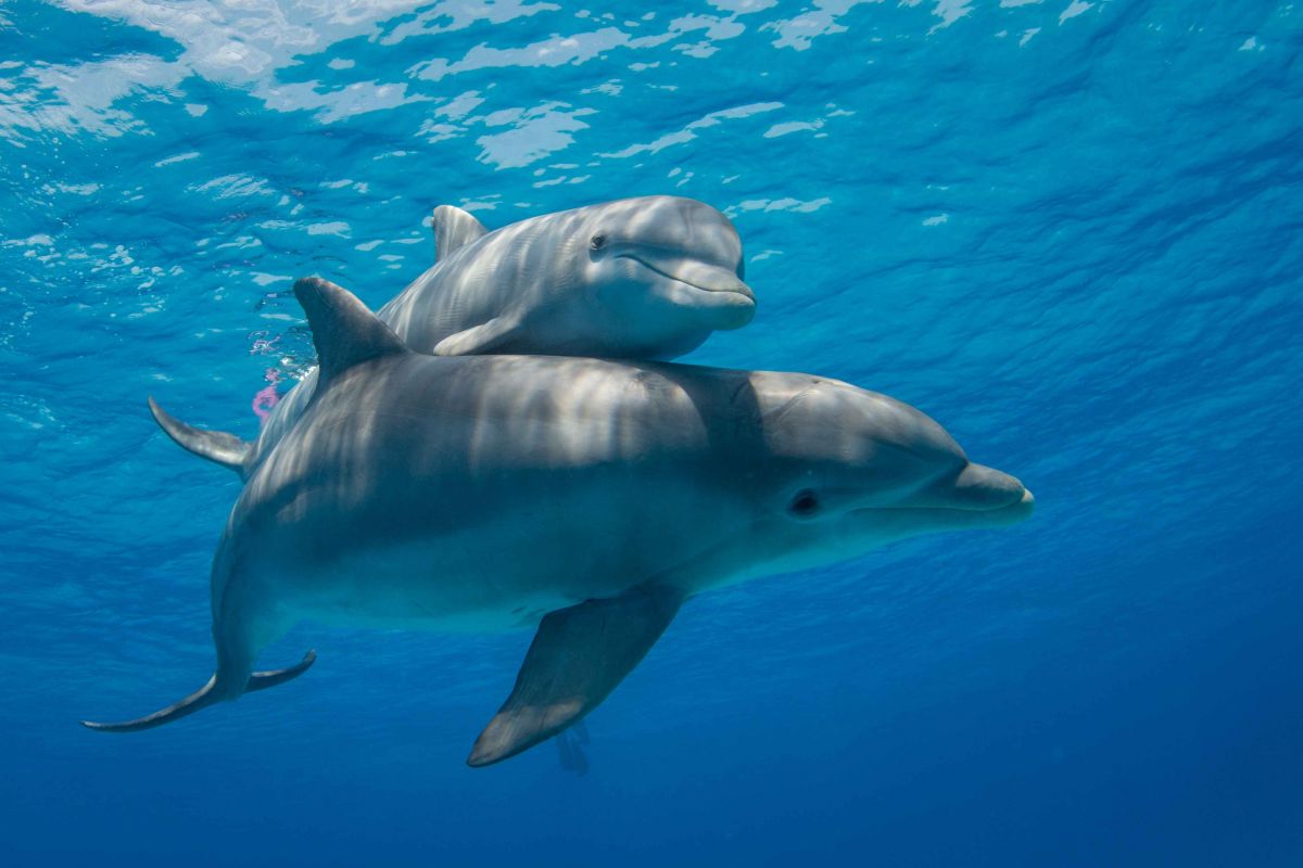 Dolphins swimming in the Indian Ocean near Sri Lanka