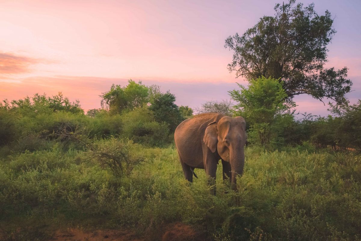 Wild Asian elephant in the Sri Lankan wilderness