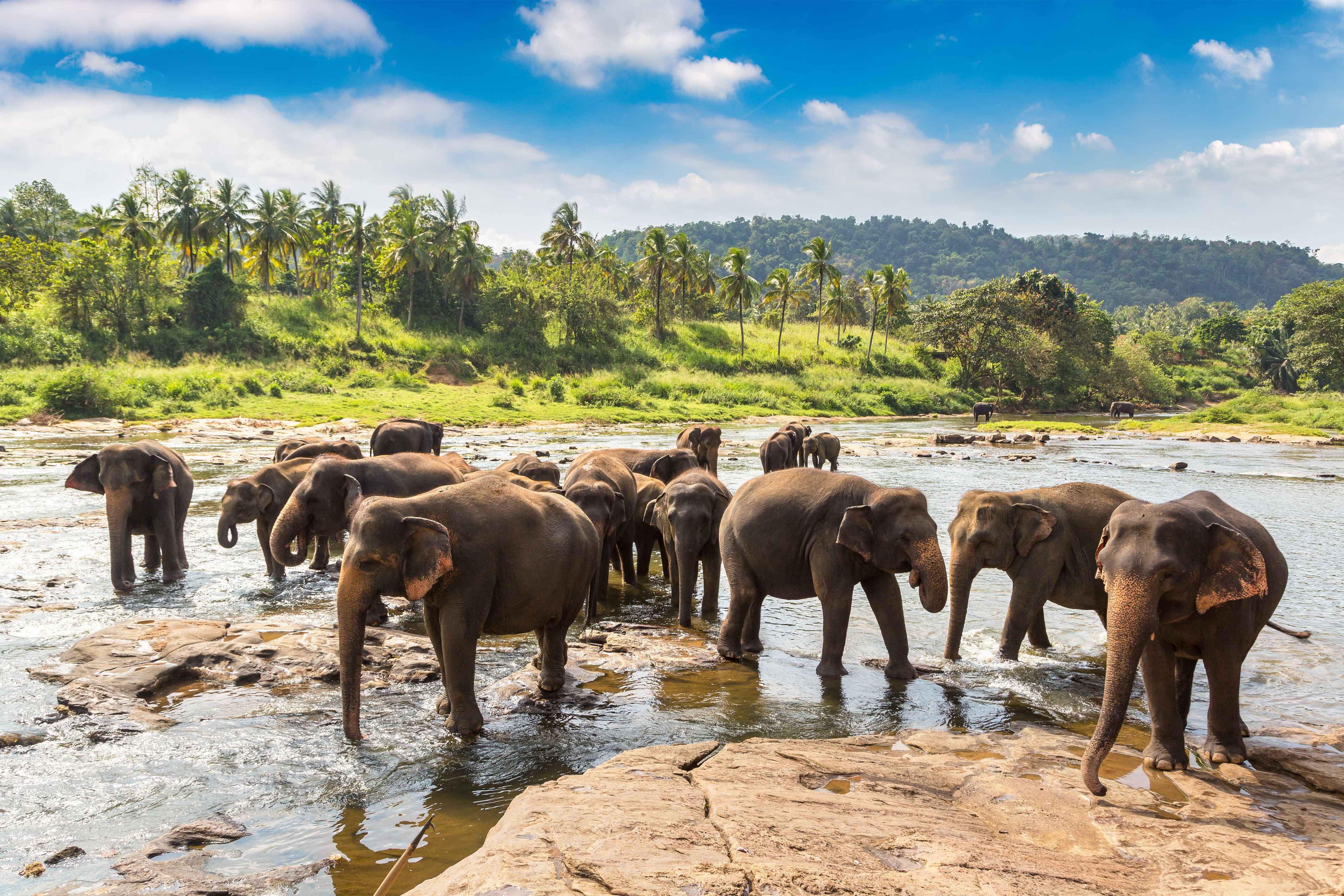 Wild Asian elephants in Udawalawe National Park, Sri Lanka