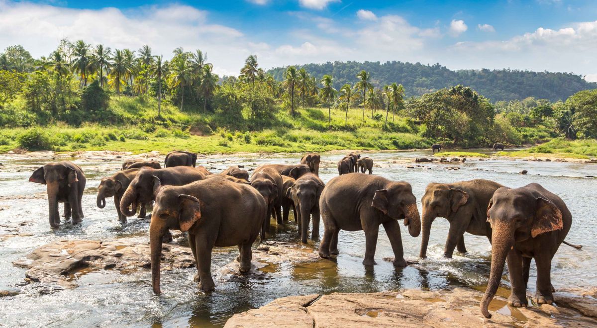 Wild Asian elephants in Udawalawe National Park, Sri Lanka