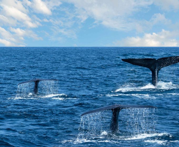 Whales swimming in the Indian Ocean off the coast of Sri Lanka