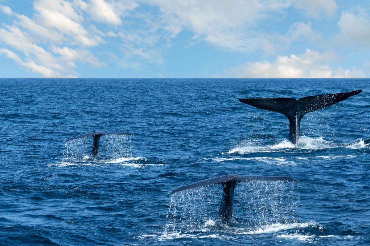 Whales swimming in the Indian Ocean off the coast of Sri Lanka