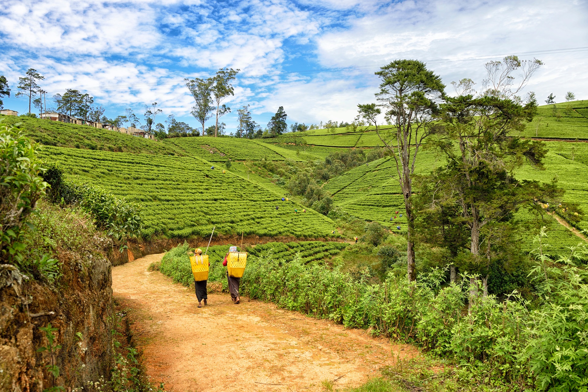 Tea plantations in Nuwara Eliya, one of the highlights of the Ultimate Sri Lanka Journey.