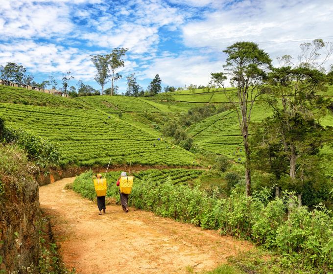 Tea plantations in Nuwara Eliya, one of the highlights of the Ultimate Sri Lanka Journey.