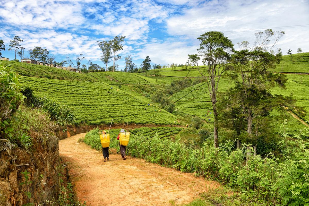 Tea plantations in Nuwara Eliya, one of the highlights of the Ultimate Sri Lanka Journey.