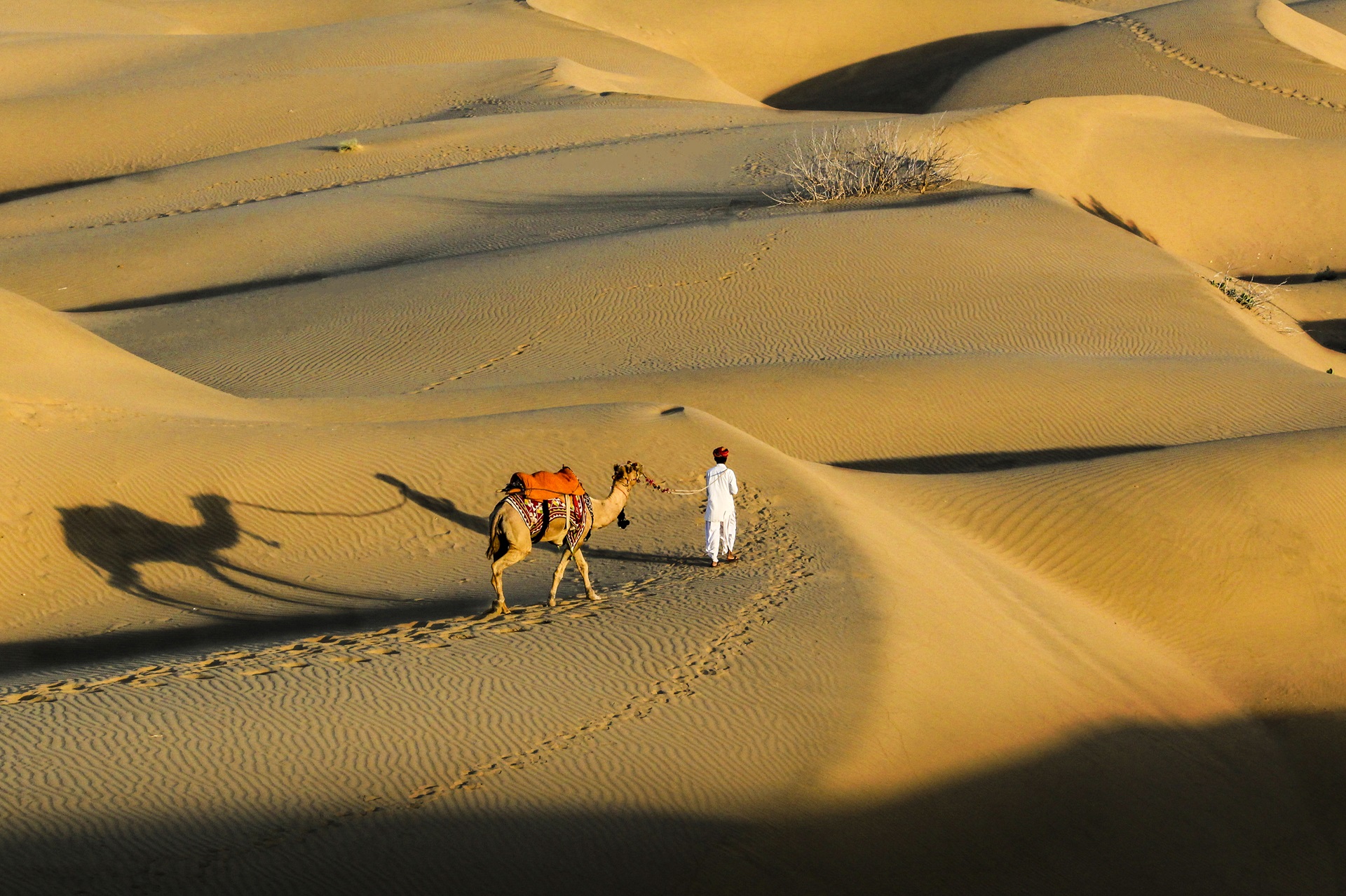 Sam Sand Dunes Jaisalmer Rajasthan India with camel