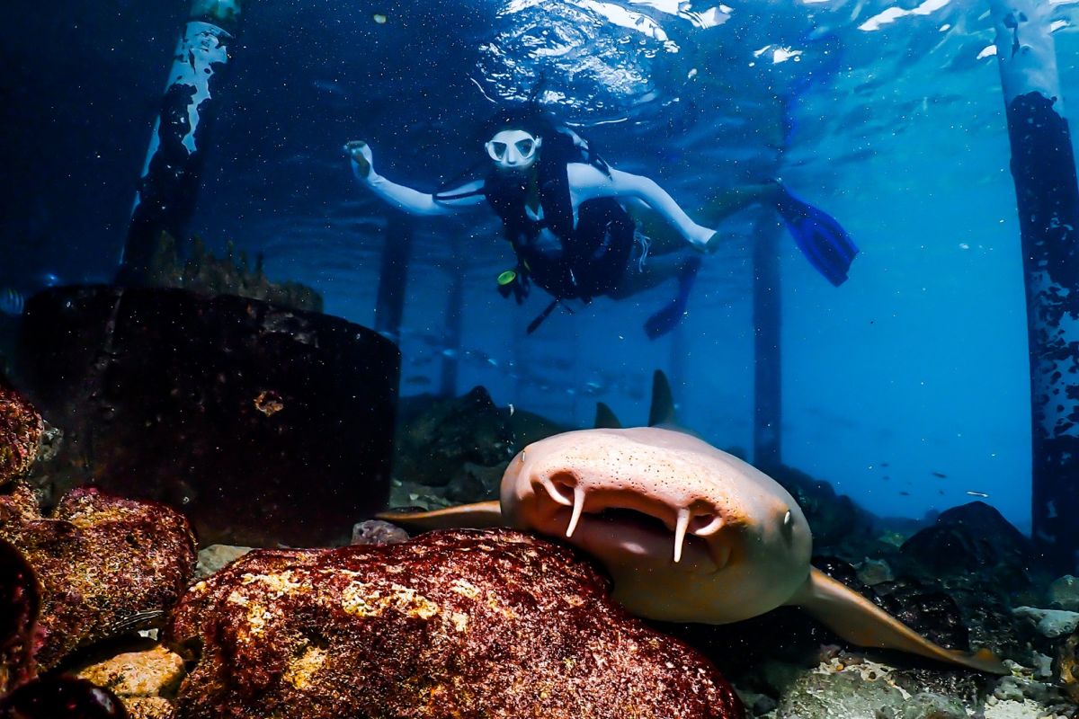 Diving experience at Joy Island Maldives with marine life