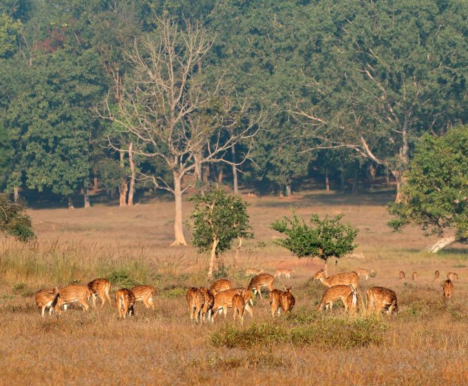 Kanha National Park Wildlife India