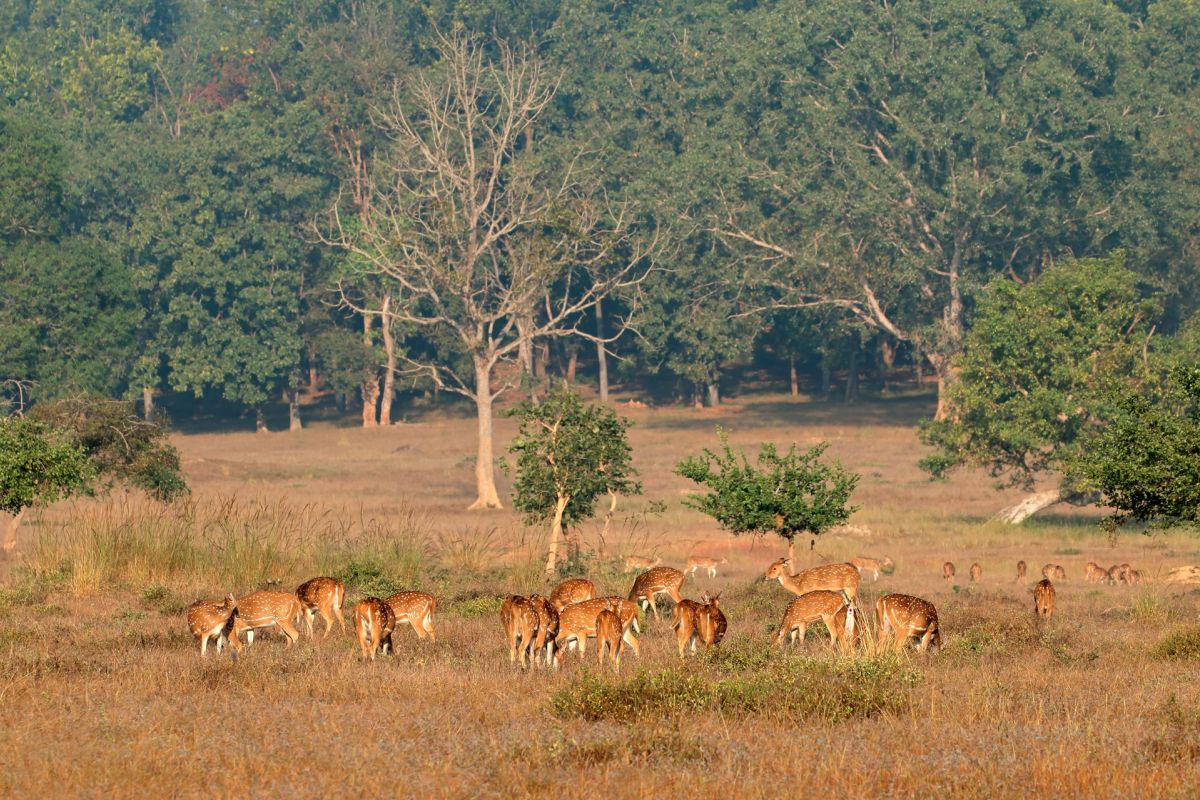 Kanha National Park Wildlife India