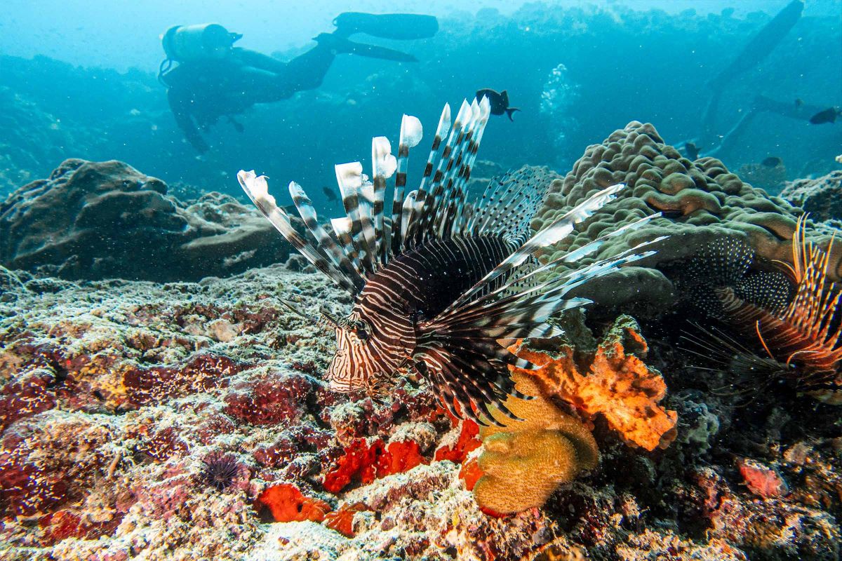 Marine life and coral reef near Sun Siyam Iru Fushi Maldives