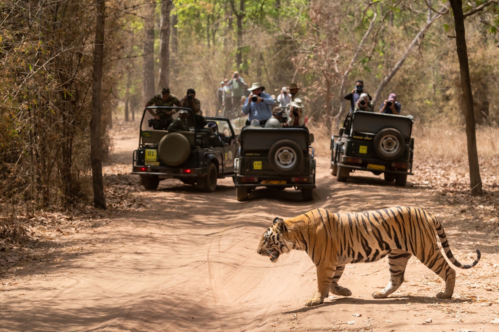 Tiger Safari in Central India India