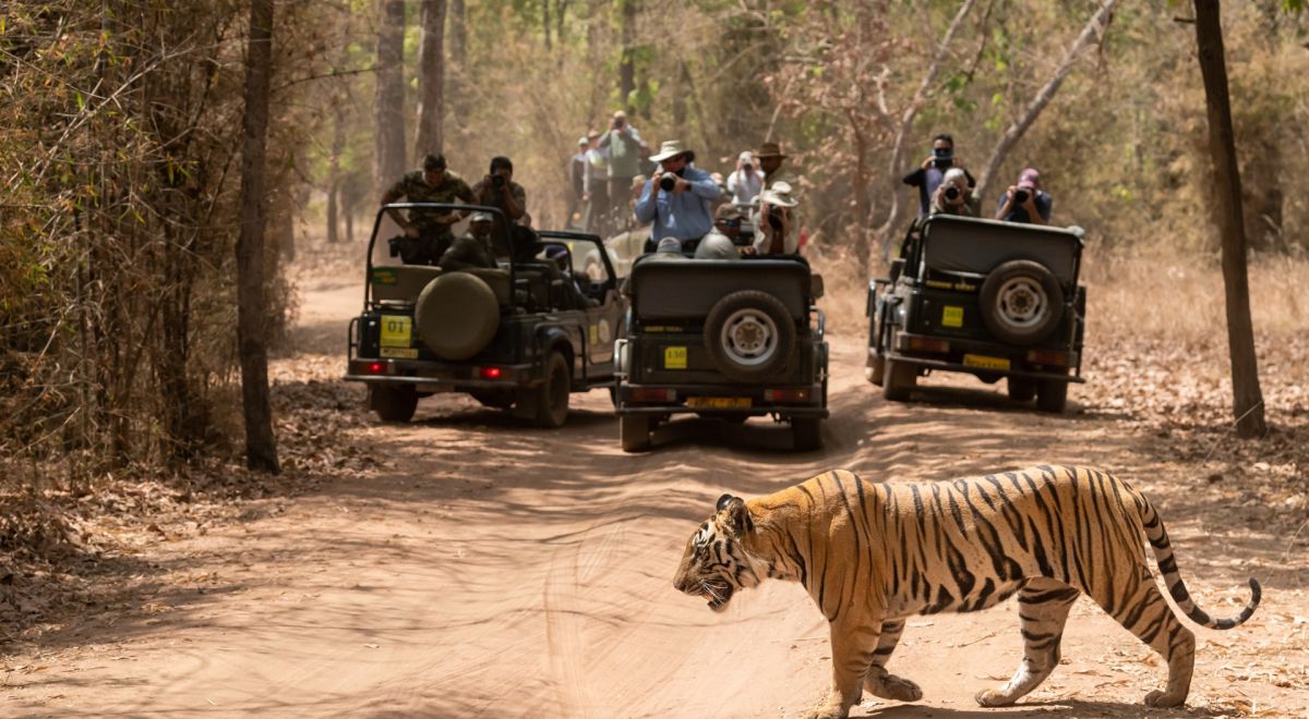 Tiger Safari in Central India India