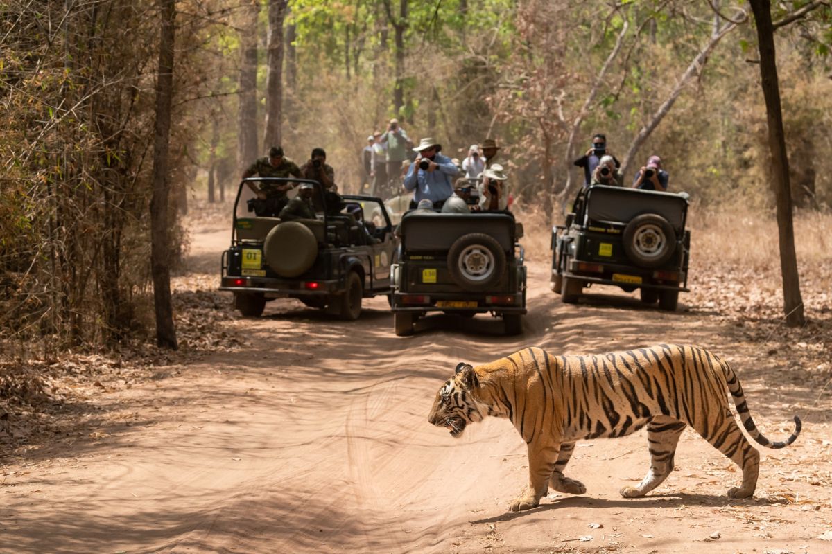 Tiger Safari in Central India India